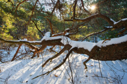 Warm licht van de ochtendzon schijnt door takken over de besneeuwde grond van het bos in de Schoorlse Duinen bij Bergen