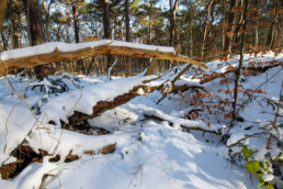 Warm licht van de ochtendzon schijnt door takken over de besneeuwde grond van het bos in de Schoorlse Duinen bij Bergen