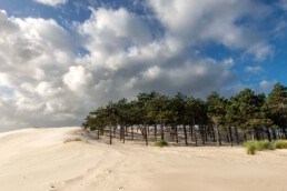 Dennenbomen bovenop groot stuifduin van het Buizerdvlak in het Noordhollands Duinreservaat bij Bergen aan Zee