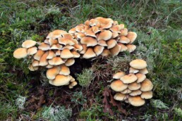 Gewone zwavelkop op stam van gekapte dennenboom in het Noordhollands Duinreservaat bij Bergen