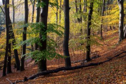 Zonnestralen door herfstbladeren van beukenbos in het Nationaal Park Zuid-Kennemerland bij Santpoort