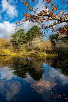 Weerspiegeling bomen in het water van tankgracht in het Nationaal Park Zuid-Kennemerland bij Driehuis