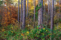 Loofbos en naaldbomen tijdens herfst in de Schoorlse Duinen