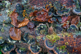 Elfenbankje op dood hout in het bos van Landgoed Elswout bij Overveen