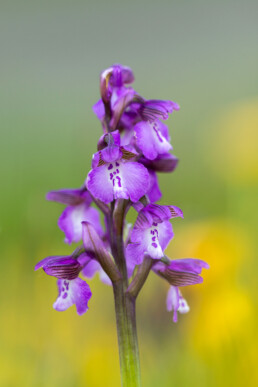 Paarse bloemen van orchidee Harlekijn (Orchis morio) tussen gele waas van boterbloemen op het eiland Texel