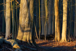 Warme zonnestralen van zonsopkomst raken boomstammen in het bos van landgoed Elswout bij Overveen