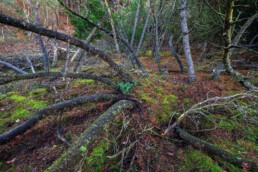 Gebogen naaldbomen tijdens herfst in het bos van de Schoorlse Duinen