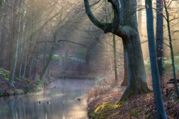 Zonnestralen schijnen door mist over het water van een sloot in het bos van Landgoed Elswout bij Overveen