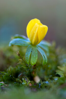 Druppels op gele bloem van winterakoniet in het bos van Landgoed Elswout bij Overveen.
