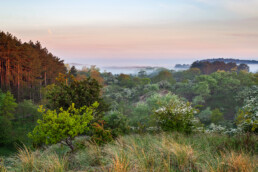 Lagen mist tijdens zonsopkomst in het Nationaal Park Zuid-Kennemerland bij Santpoort-Zuid