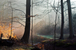 Zonnestralen door mist tijdens zonsopkomst in het bos op Landgoed Vogelenzang