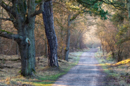 Verlaten weg door het duinbos van het Nationaal Park Zuid-Kennemerland bij Santpoort