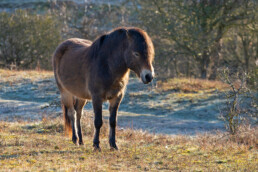 Paard in het warme licht van de ochtendzon na een koude nacht in het Noordhollands Duinreservaat bij Bergen aan Zee.