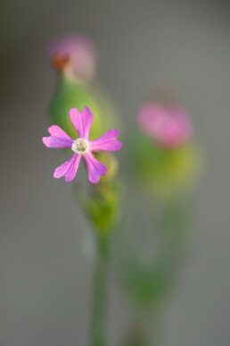 Roze bloem van kegelsilene in het Noordhollands Duinreservaat bij Egmond aan Zee