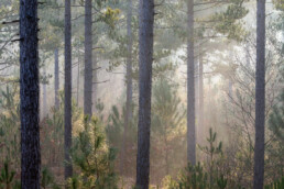 Zonnestralen door mistig naaldbos tijdens ochtend in de Schoorlse Duinen bij Hargen aan Zee