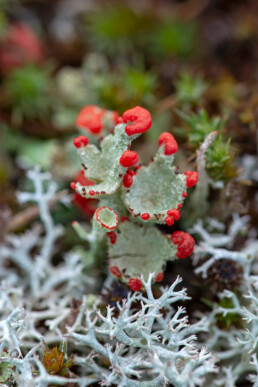 Rood bekermos en rendiermos op het duinzand in de Schoorlse Duinen bij Hargen aan Zee