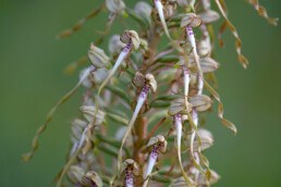 Bloeiende bokkenorchis in het Nationaal Park Zuid-Kennemerland bij Bloemendaal aan Zee