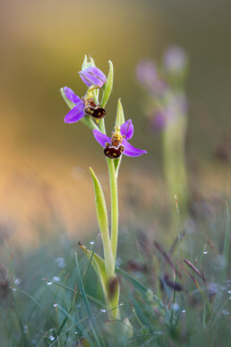 Bijenorchis in het vroege ochtendlicht in het Noordhollands Duinreservaat bij Bergen aan Zee