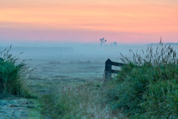 Roze lucht en mist aan de grond tijdens zonsopkomst in de weilanden van Weijenbus en Vroonmeer bij Uitgeest