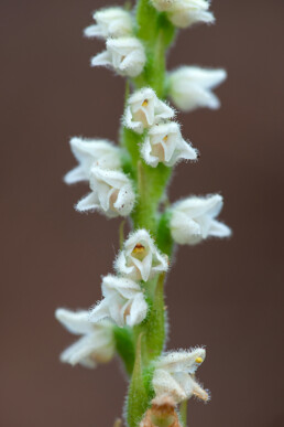 Kleine, witte bloemen van dennenorchis (Goodyera repens) in het naaldbos van de Schoorlse Duinen