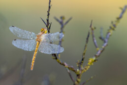 Libel bedekt met dauwdruppels tijdens zonsopkomst in de Amsterdamse Waterleidingduinen bij Vogelenzang