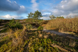 Struweel, naaldbomen en met mossen bedekte duintjes in de Tjalkhoek in de Schoorlse Duinen