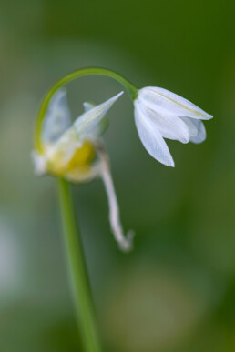 Witte bloem van armbloemig look in het bos van Buitenplaats Leyduin in Heemstede