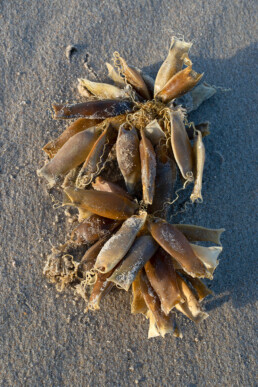 Aangespoelde kluwen eikapsels van hondshaai op het strand van Texel