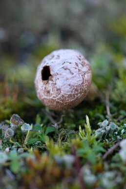 Stuifzwam met gat tussen het mos in de duinen van De Hors op het Waddeneiland Texel