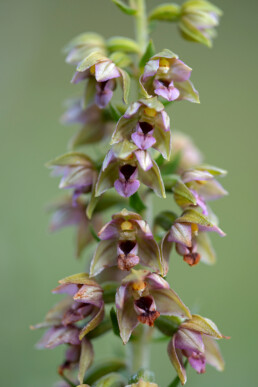 Brede wespenorchis aan de rand van een duinplas in het Noordhollands Duinreservaat bij Egmond-Binnen