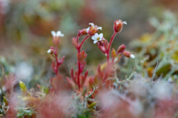Rode stengel en witte bloemetjes van kandelaartje (Saxifraga tridactylites) in het Noordhollands Duinreservaat bij Egmond-Binnen
