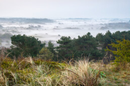 Uitzicht het landschap van de binnenduinrand bij Egmond-Binnen tijdens een mistige zonsopkomst