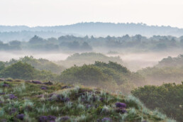 Nevel tussen duintoppen en bomen tijdens zonsopkomst in het Noordhollands Duinreservaat bij Bergen aan Zee