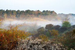 Laagjes mist hangen tussen de rijk begroeide duinhellingen tijdens zonsopkomst in het Noordhollands Duinreservaat bij Egmond-Binnen