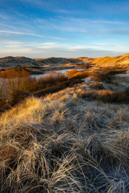 Berijpt helmgras na een koude nacht in het Noordhollands Duinreservaat bij Egmond aan Zee