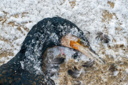 Dode aalscholver op het besneeuwde strand van De Hors op Waddeneiland Texel