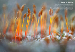 Natuurfoto van steeltjes haarmos in Tijdschrift DUIN 2019. Door natuurfotograaf Ronald van Wijk